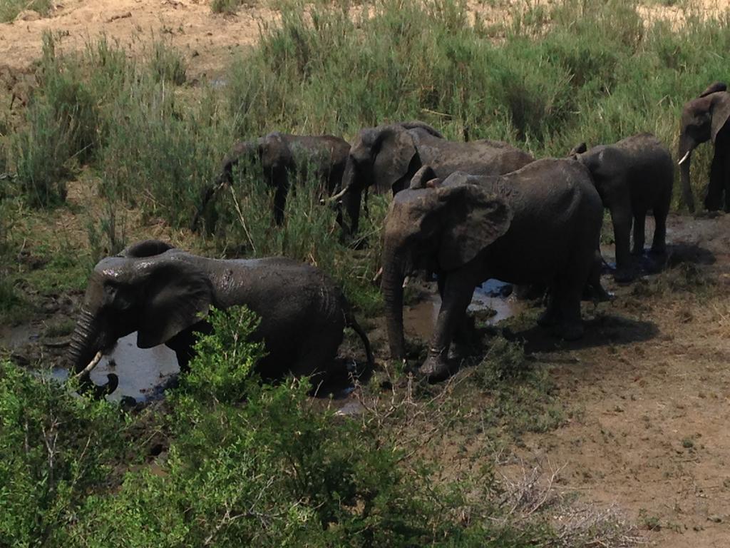 Sweni Lodge 91 Mjejane Kruger Park Hectorspruit Esterno foto