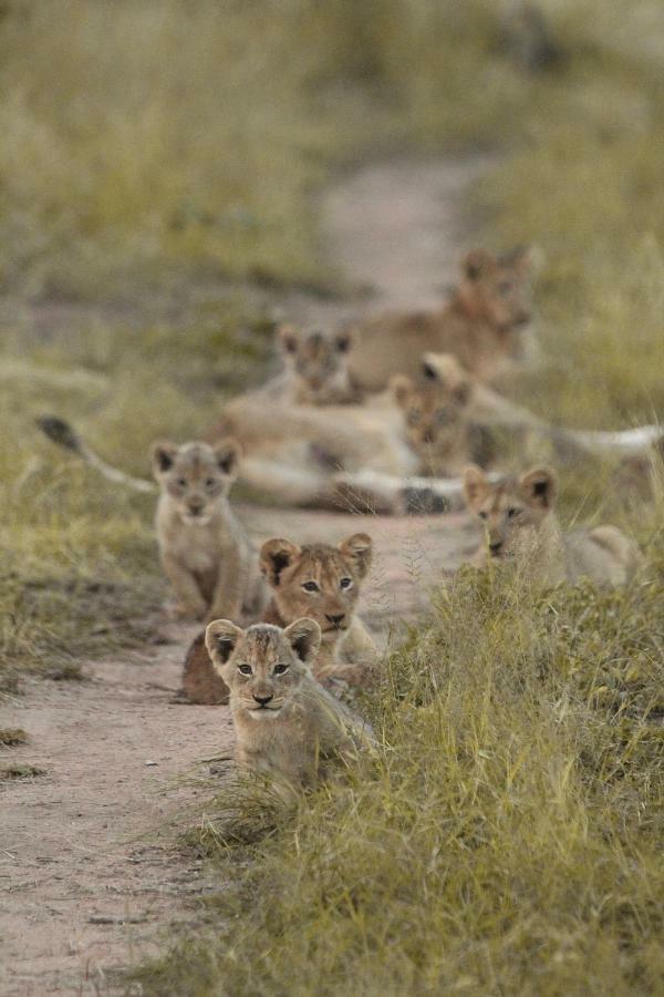 Sweni Lodge 91 Mjejane Kruger Park Hectorspruit Esterno foto