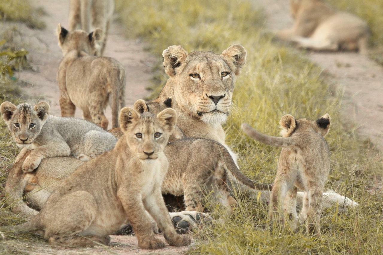 Sweni Lodge 91 Mjejane Kruger Park Hectorspruit Esterno foto